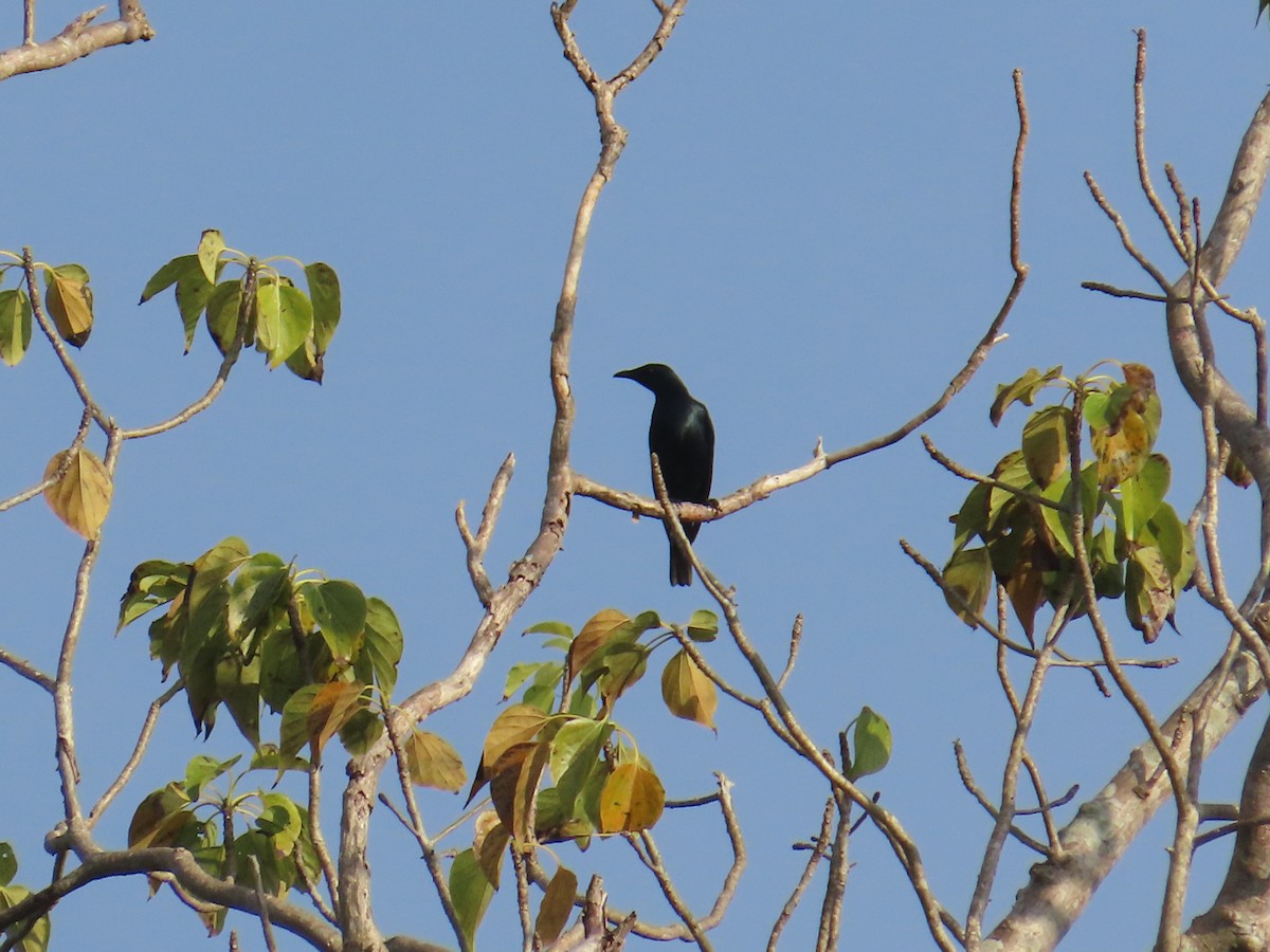 Asian Glossy Starling - ML627597774