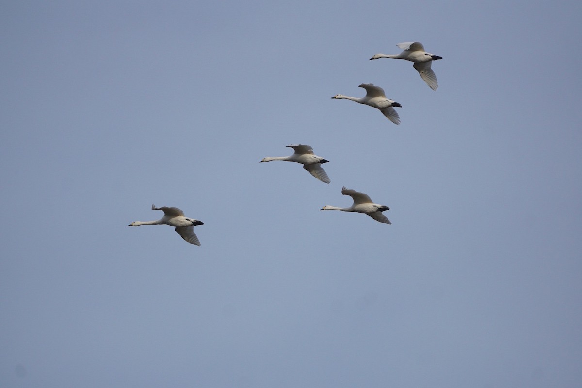 Singschwan - ML627597918