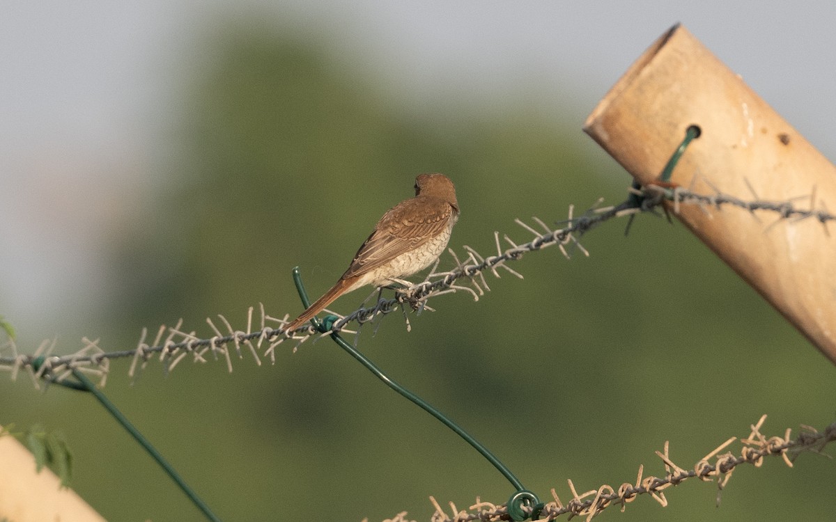 Brown Shrike - ML627597927