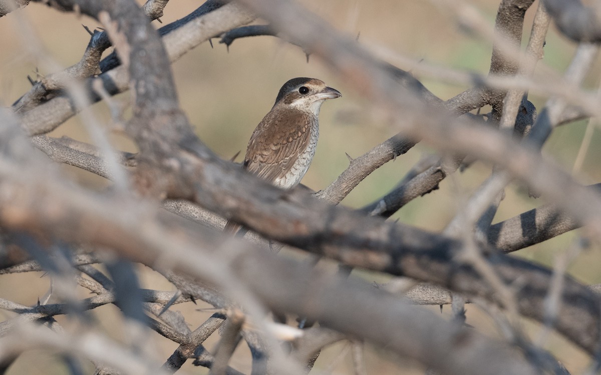 Brown Shrike - ML627597928