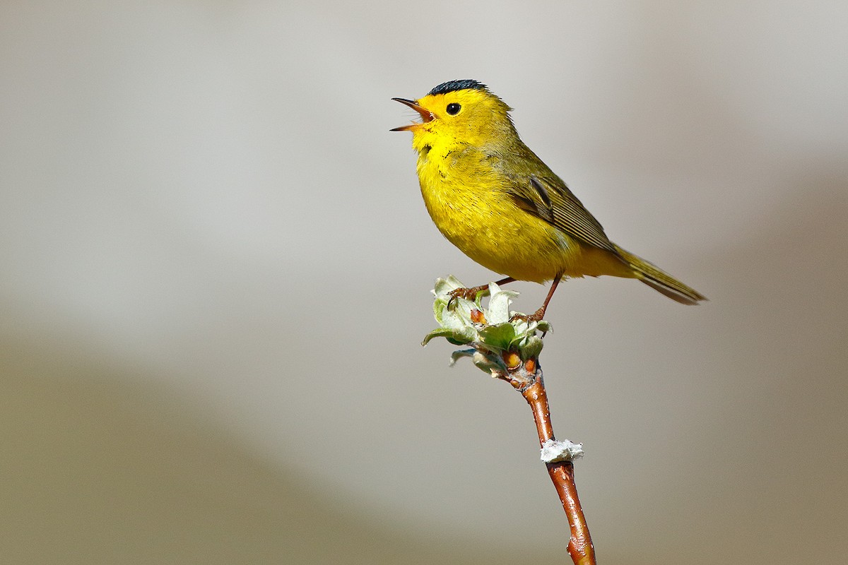 Wilson's Warbler - ML627598025