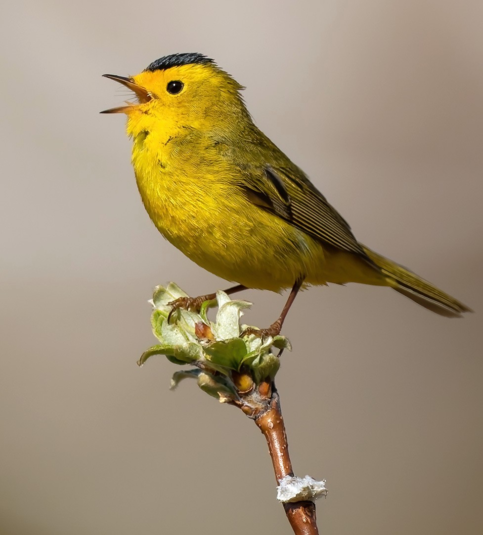 Wilson's Warbler - ML627598050
