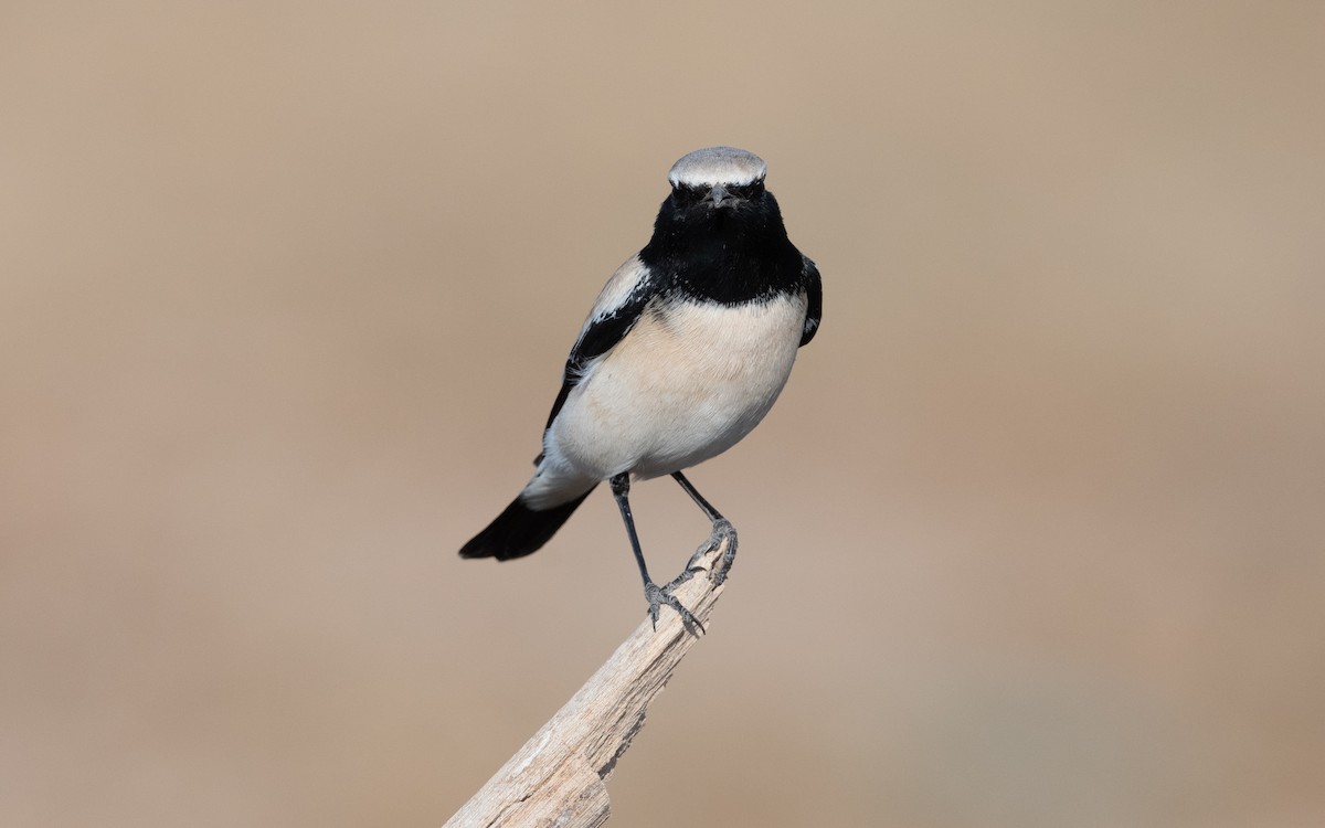 Desert Wheatear - ML627598053