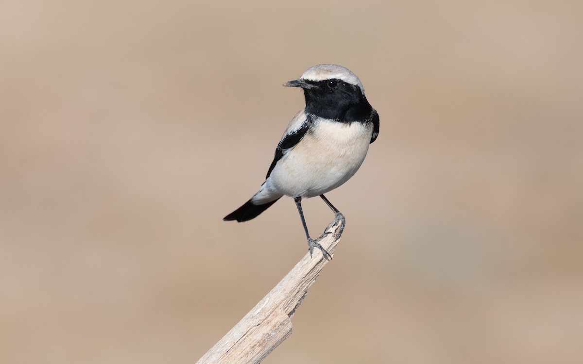 Desert Wheatear - ML627598054