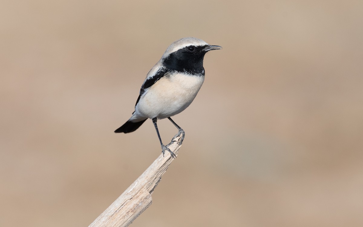 Desert Wheatear - ML627598055