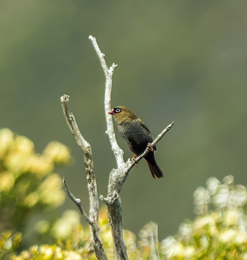 Beautiful Firetail - ML627598207