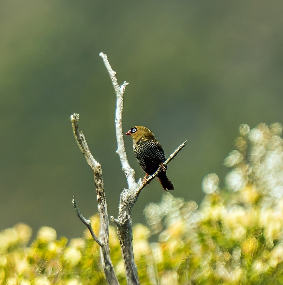 Beautiful Firetail - ML627598208