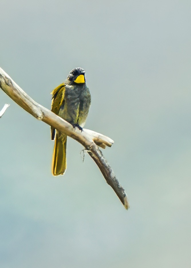 Yellow-throated Honeyeater - ML627598214