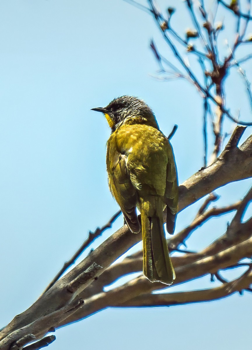 Yellow-throated Honeyeater - ML627598215