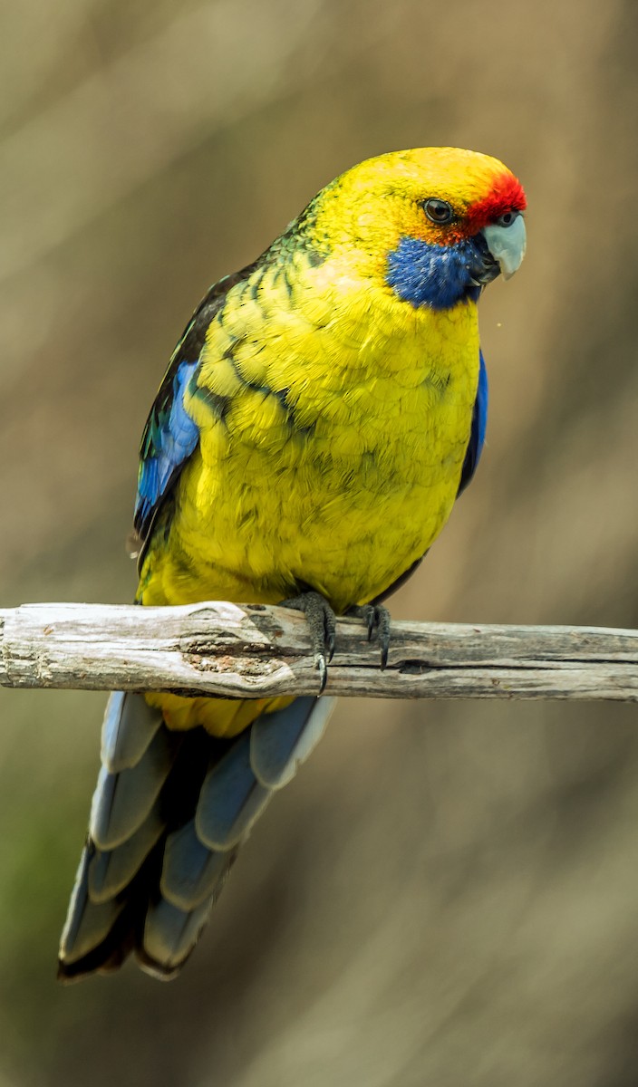 Green Rosella - ML627598218