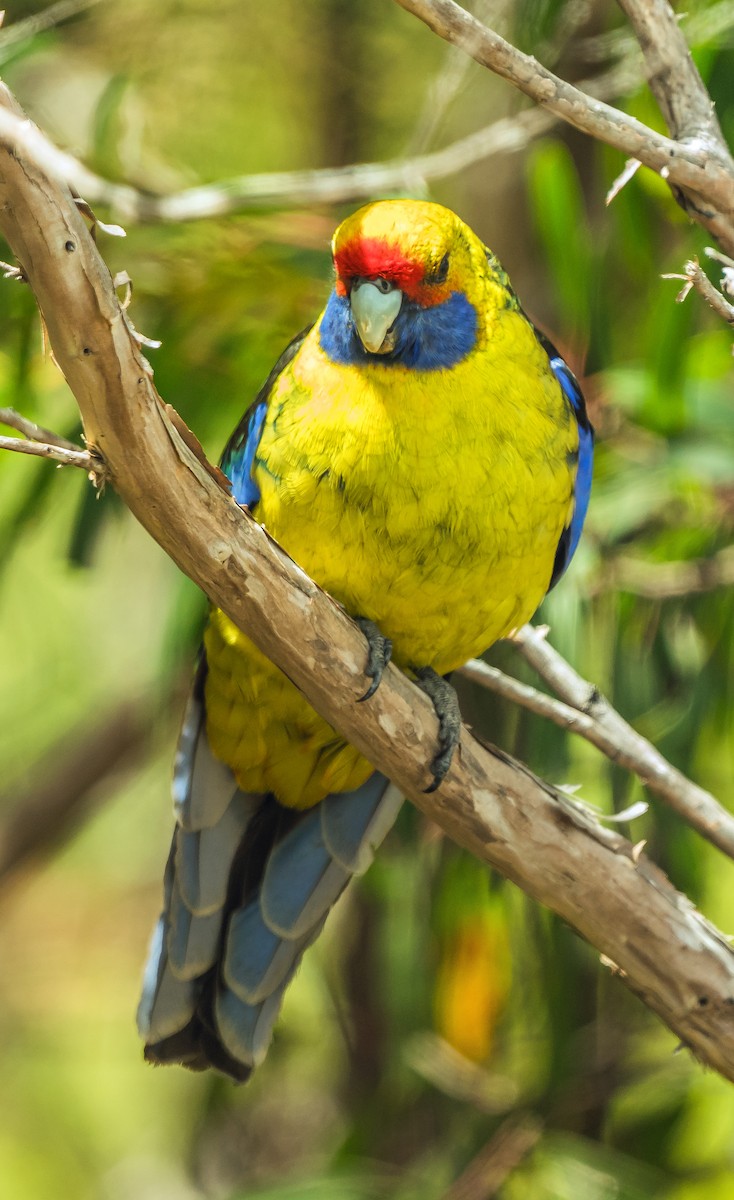 Green Rosella - ML627598219