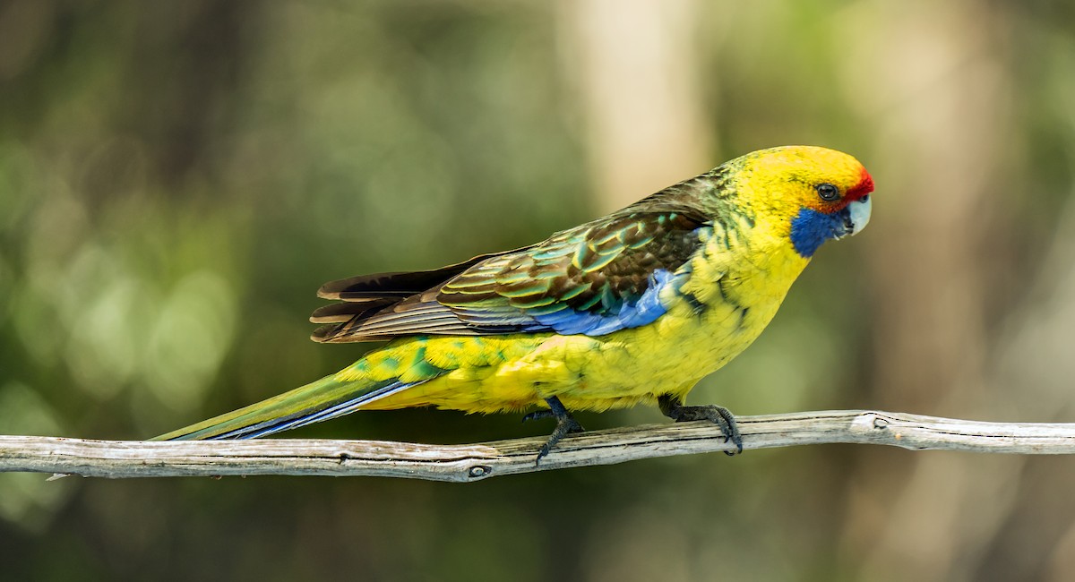 Green Rosella - ML627598220