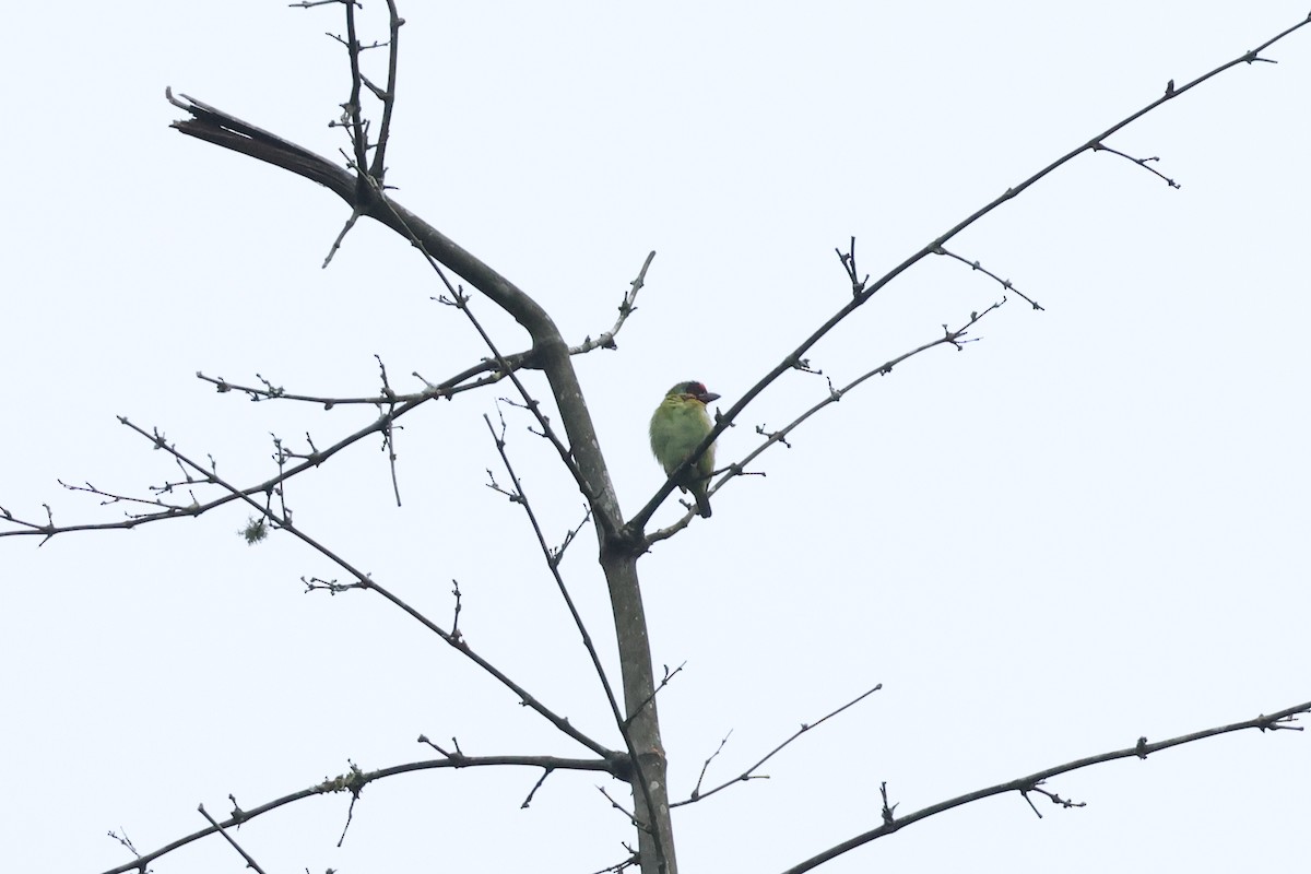 barbet malabarský - ML627598257