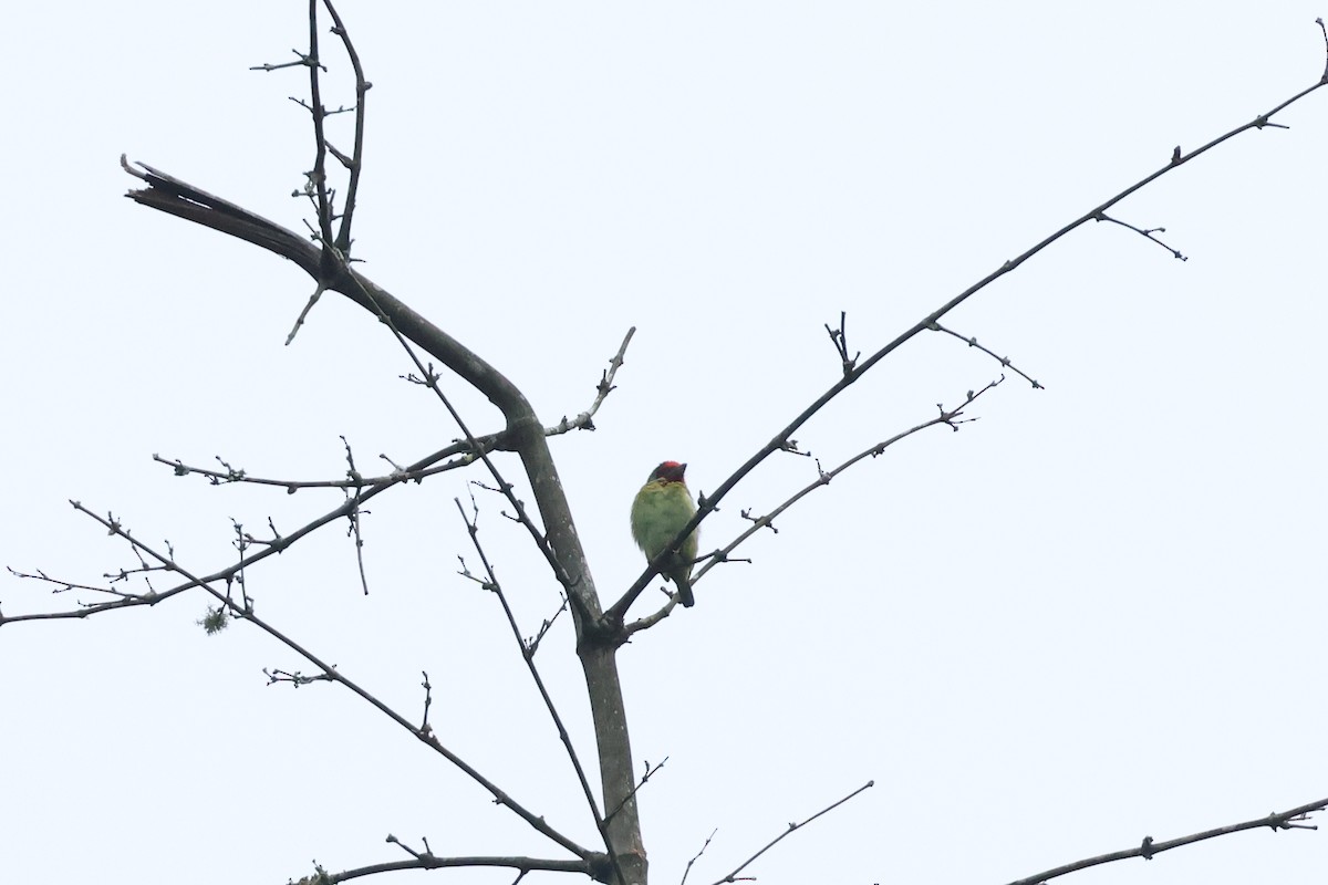 barbet malabarský - ML627598258
