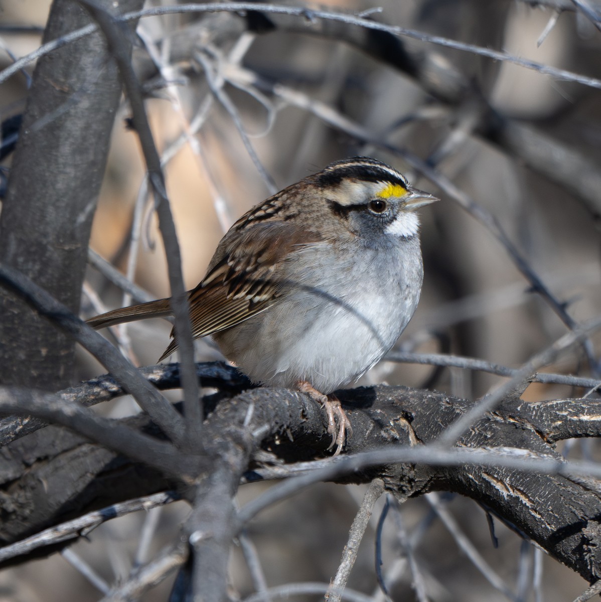 White-throated Sparrow - ML627598271