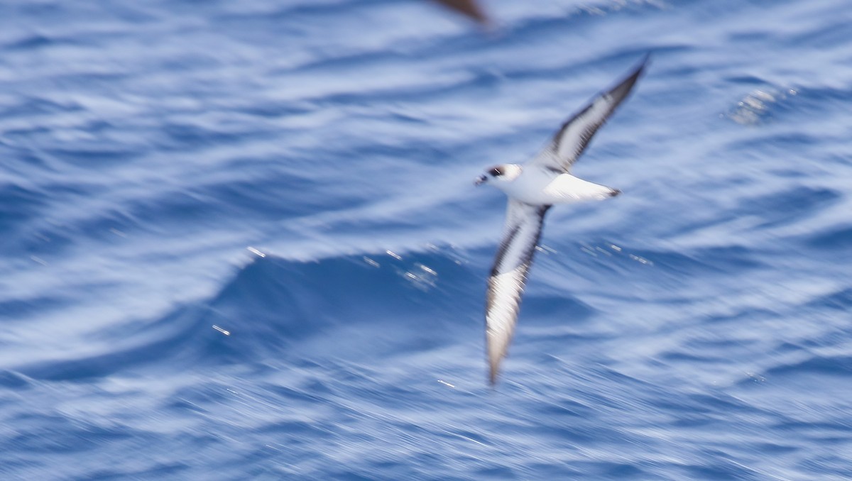 Black-capped Petrel - ML627598375