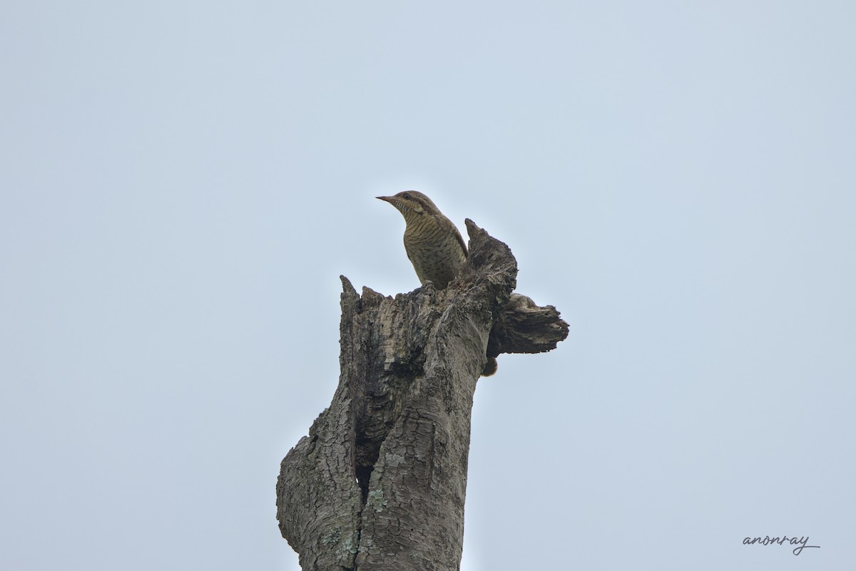 Boyunçeviren - ML627598535