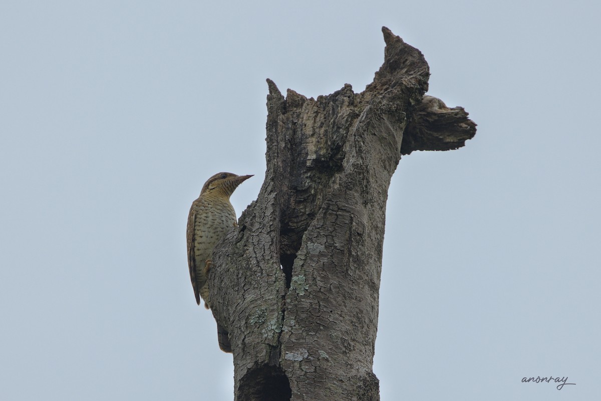 Boyunçeviren - ML627598536