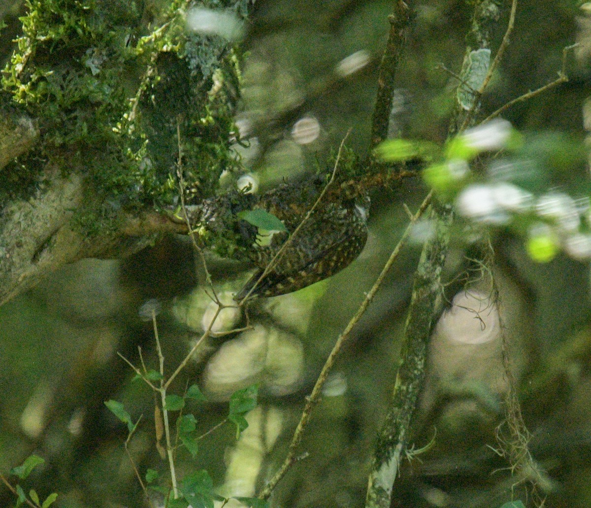 White-spotted Woodpecker - ML627598544