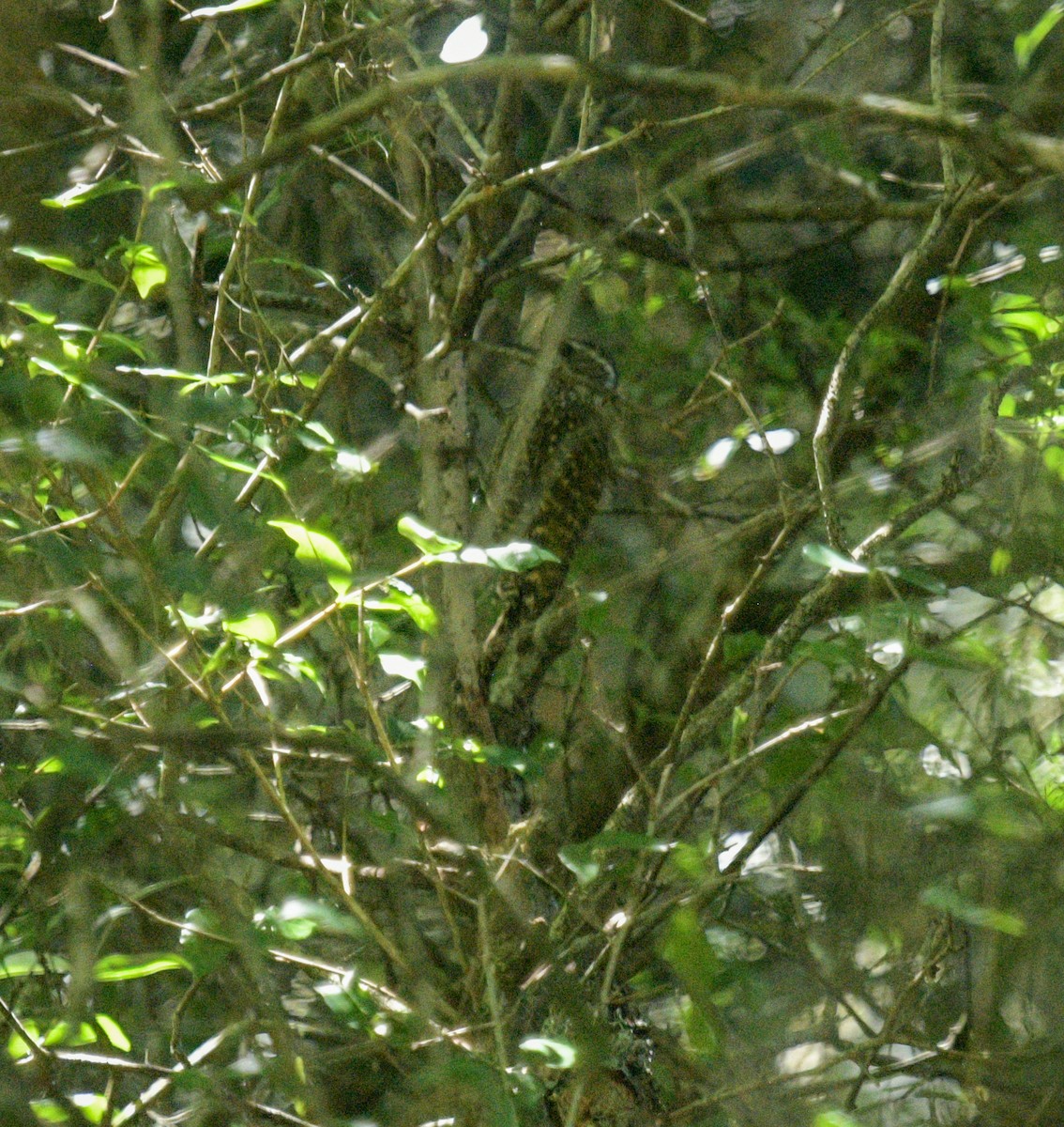 White-spotted Woodpecker - ML627598545