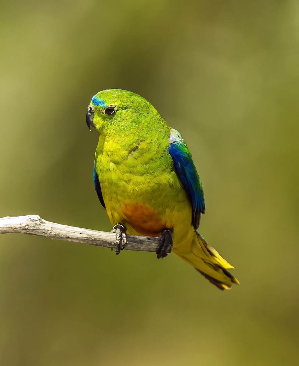 Orange-bellied Parrot - ML627598562