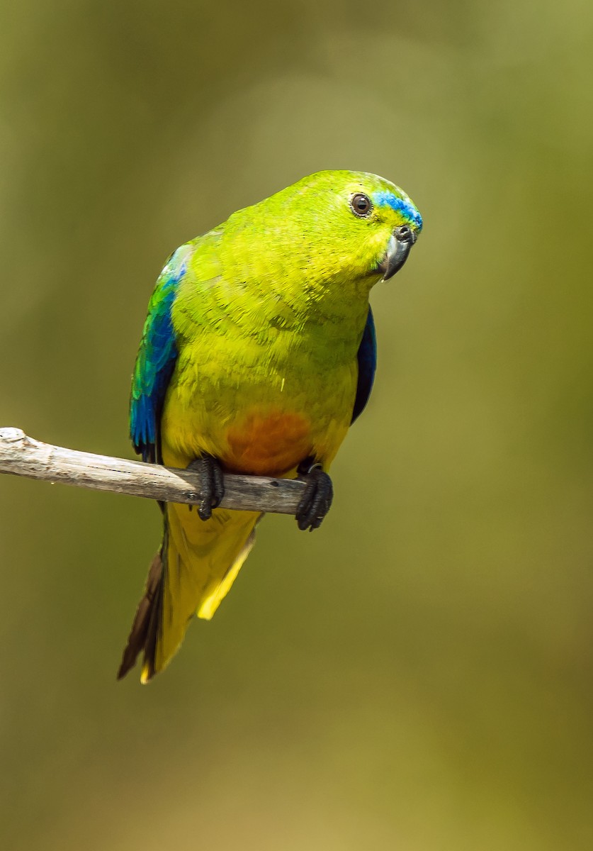 Orange-bellied Parrot - ML627598563