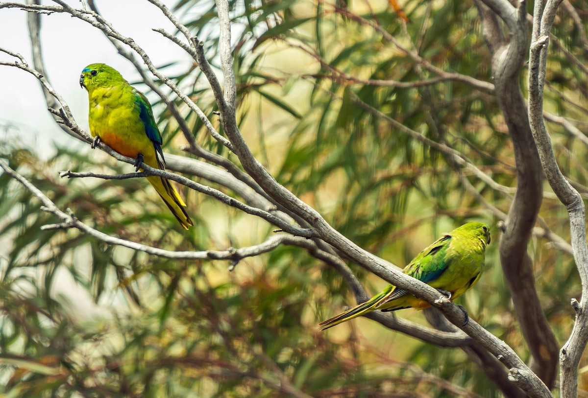 Orange-bellied Parrot - ML627598566