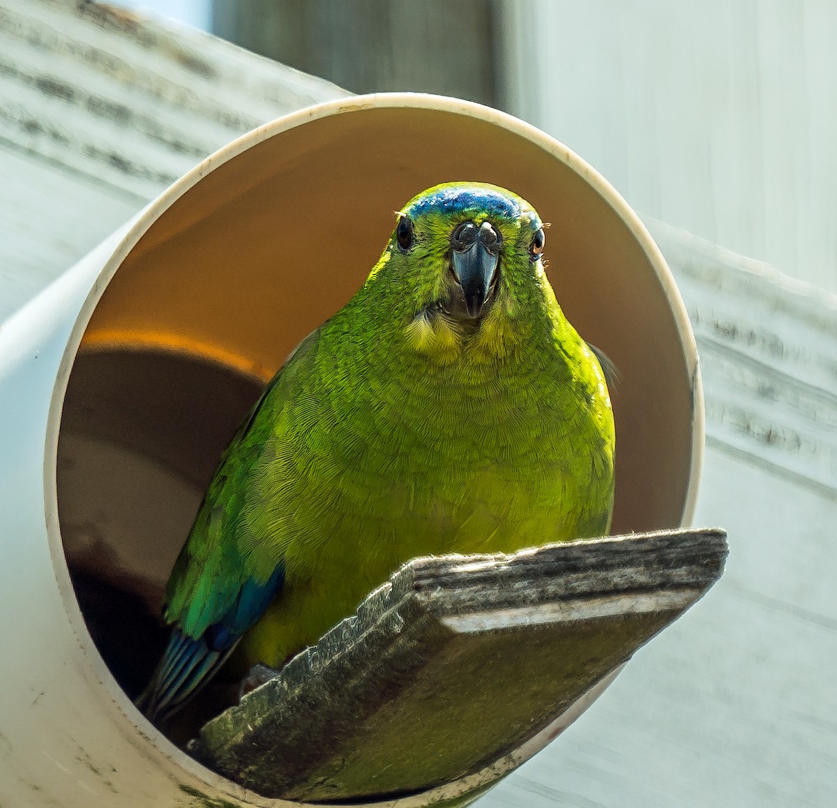 Orange-bellied Parrot - ML627598569