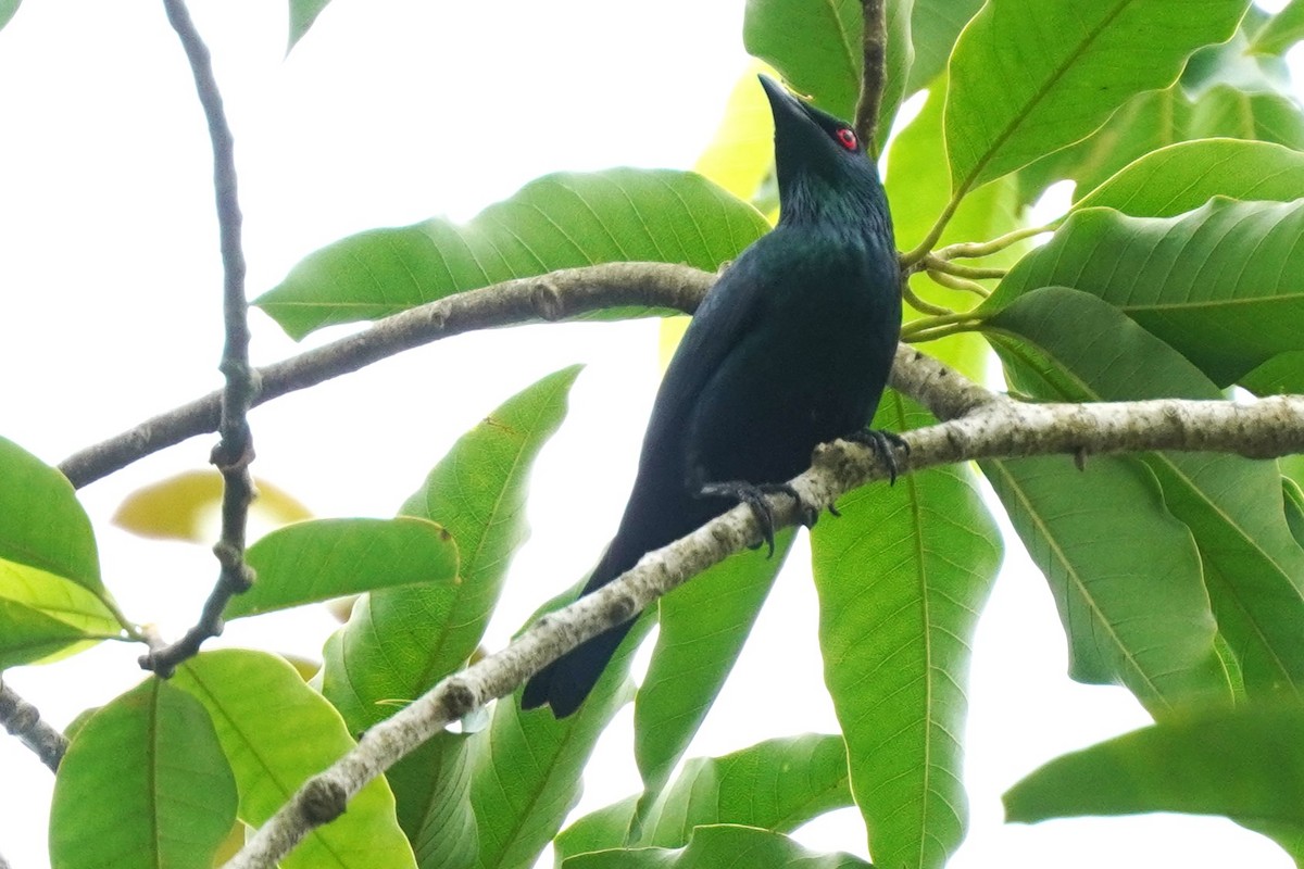 Asian Glossy Starling - ML627598663