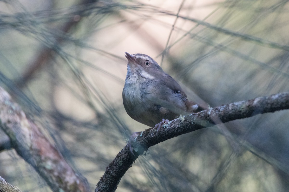 White-browed Scrubwren (White-browed) - ML627598817