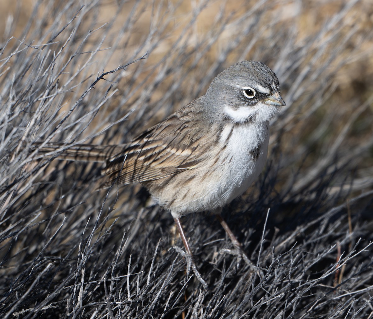 Sagebrush Sparrow - ML627598848