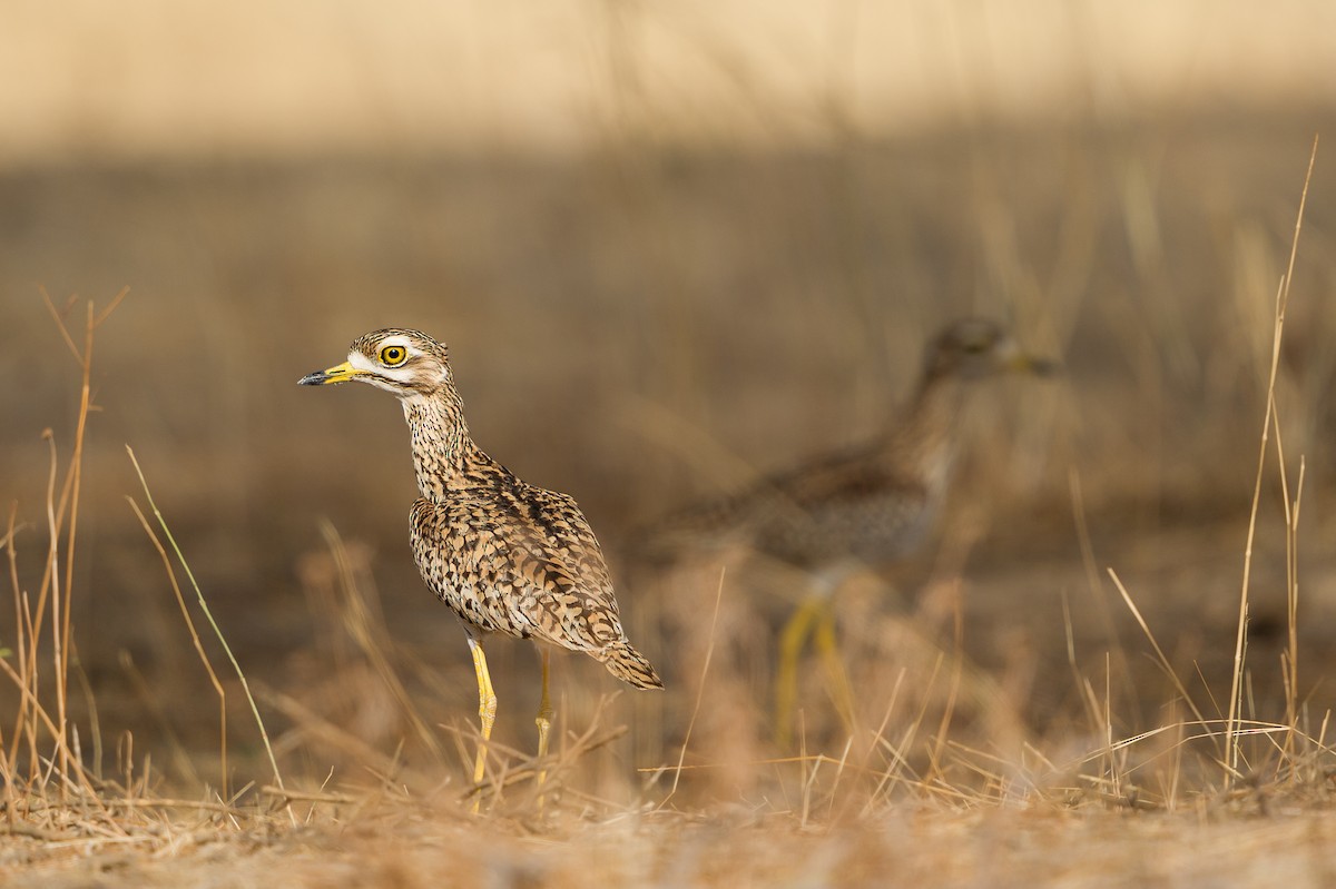 Spotted Thick-knee - Jérémy Calvo