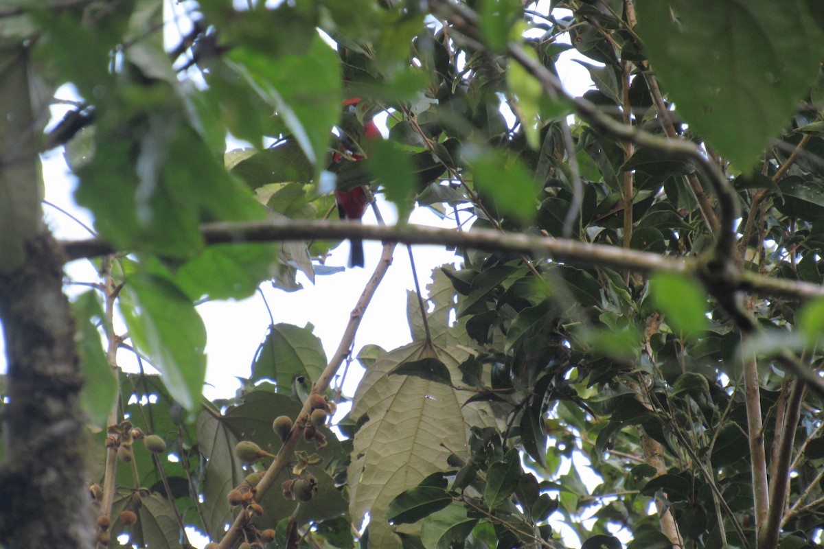 White-winged Tanager - ML627598895