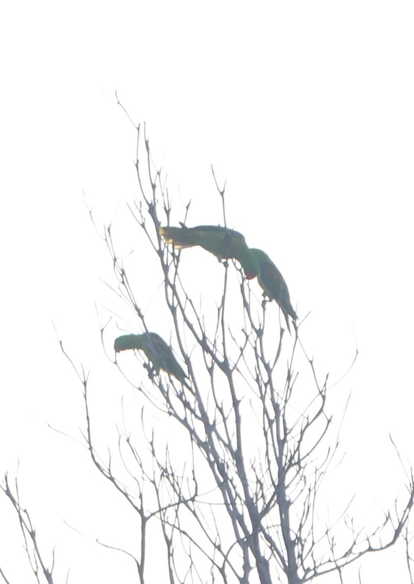 Great-billed Parrot - ML627598986