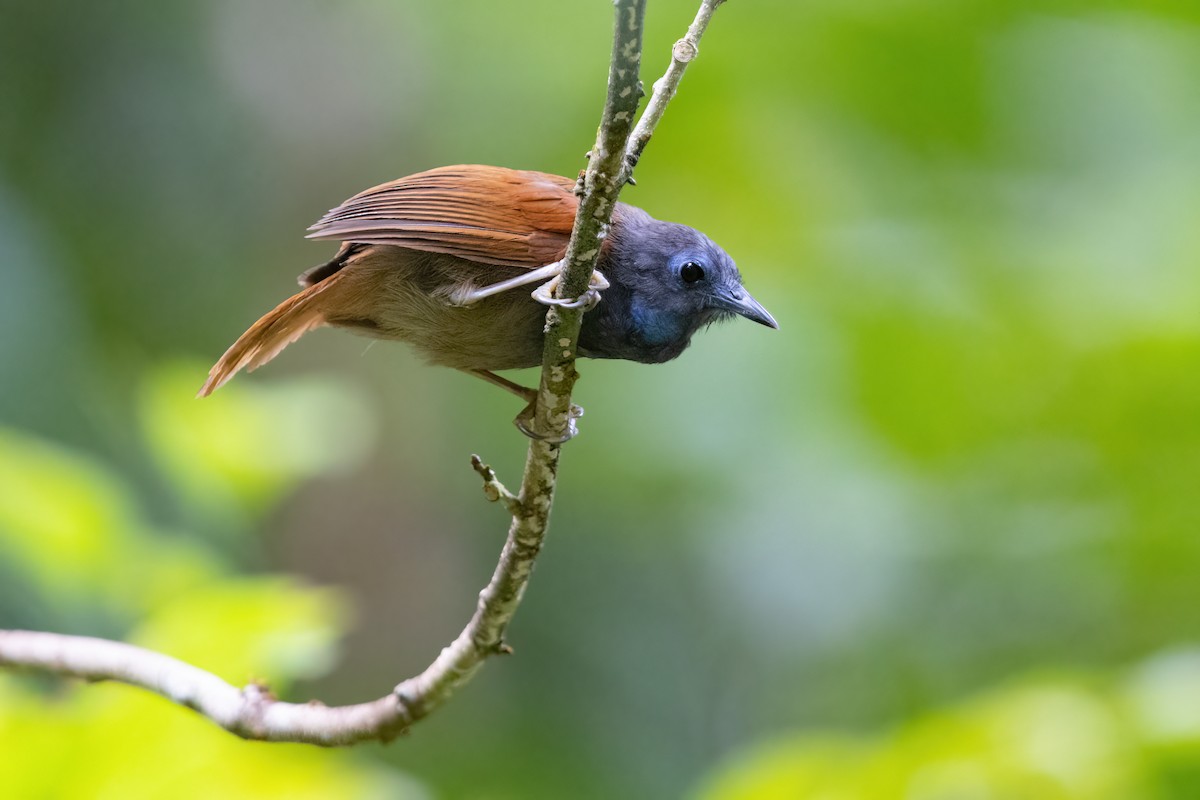 Gray-hooded Babbler - ML627599074