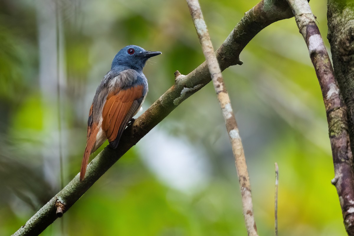 Rufous-winged Philentoma - ML627599087