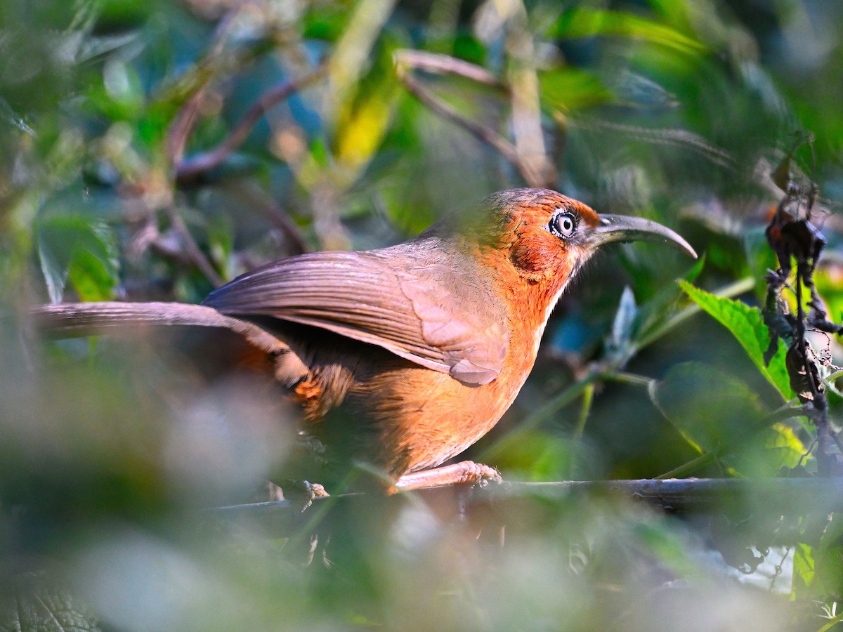 Rusty-cheeked Scimitar-Babbler - ML627599101