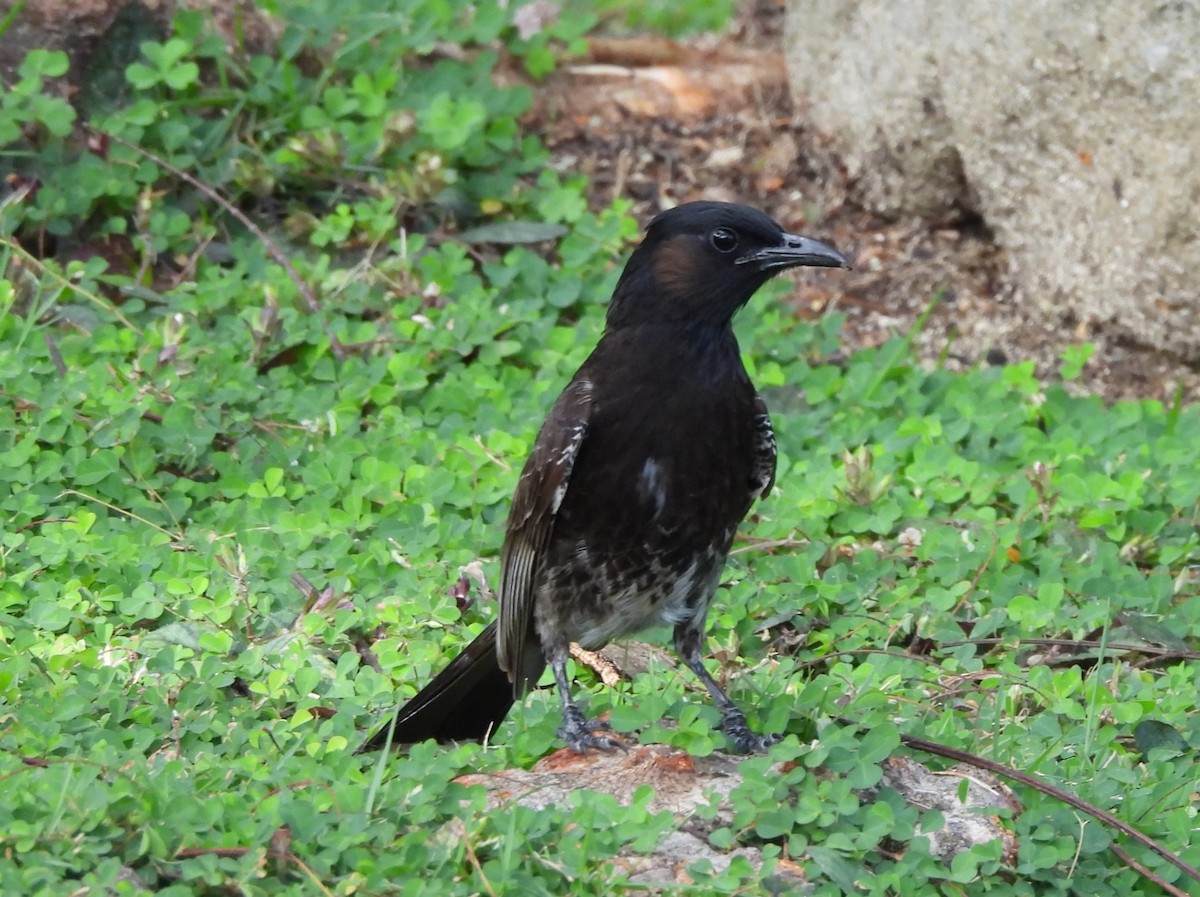 Bulbul à ventre rouge - ML627599166