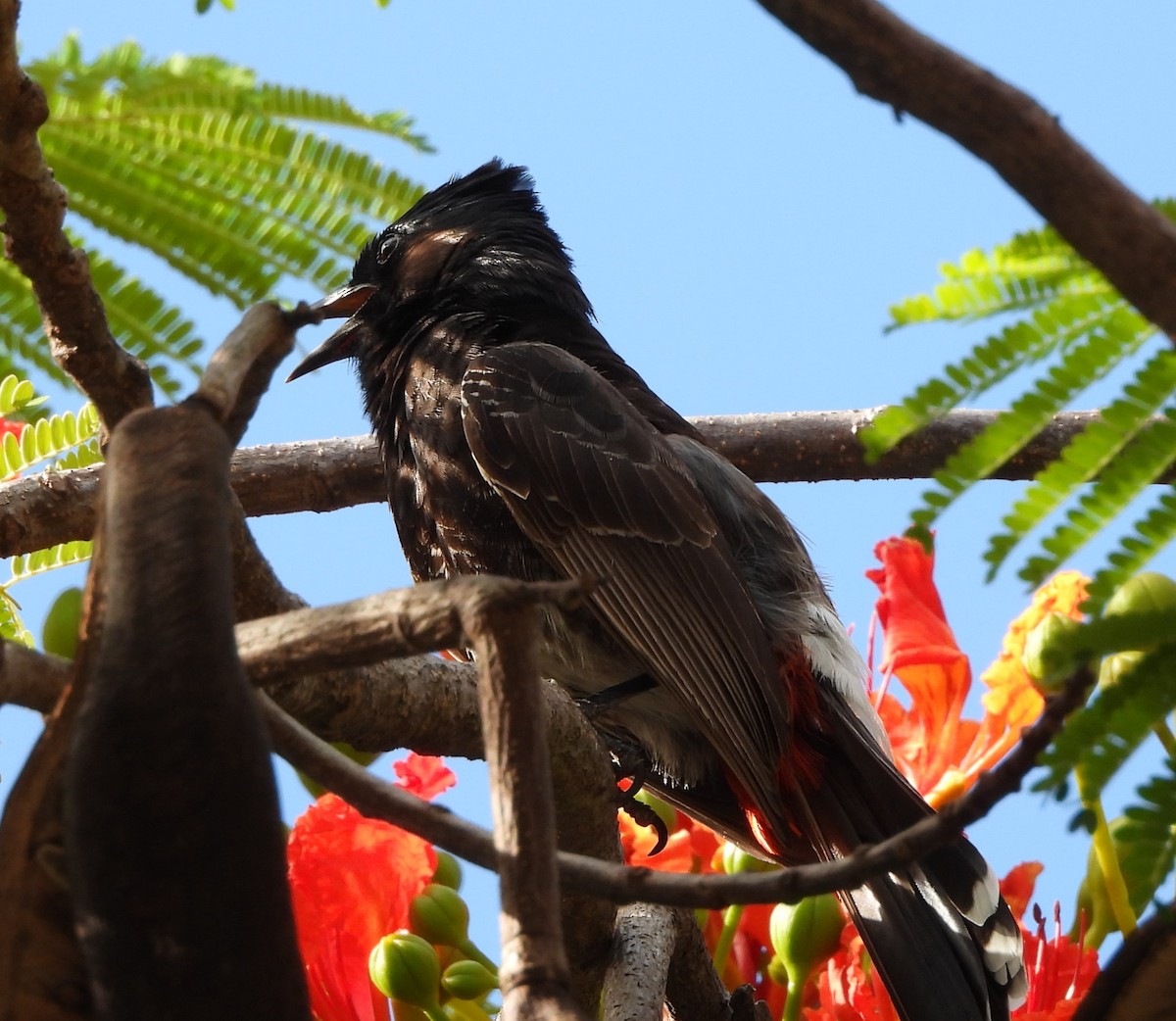 Bulbul à ventre rouge - ML627599167