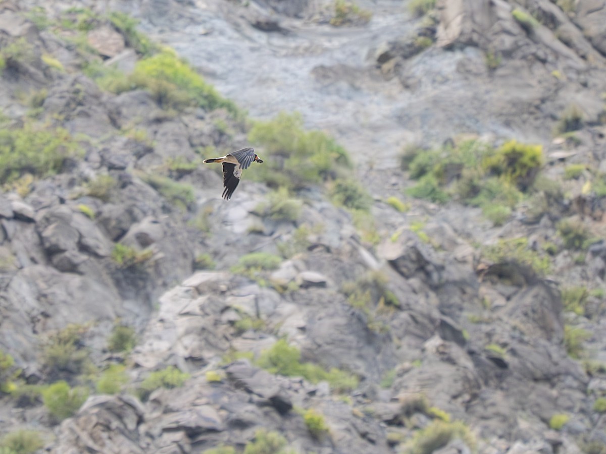 Mountain Caracara - ML627599170