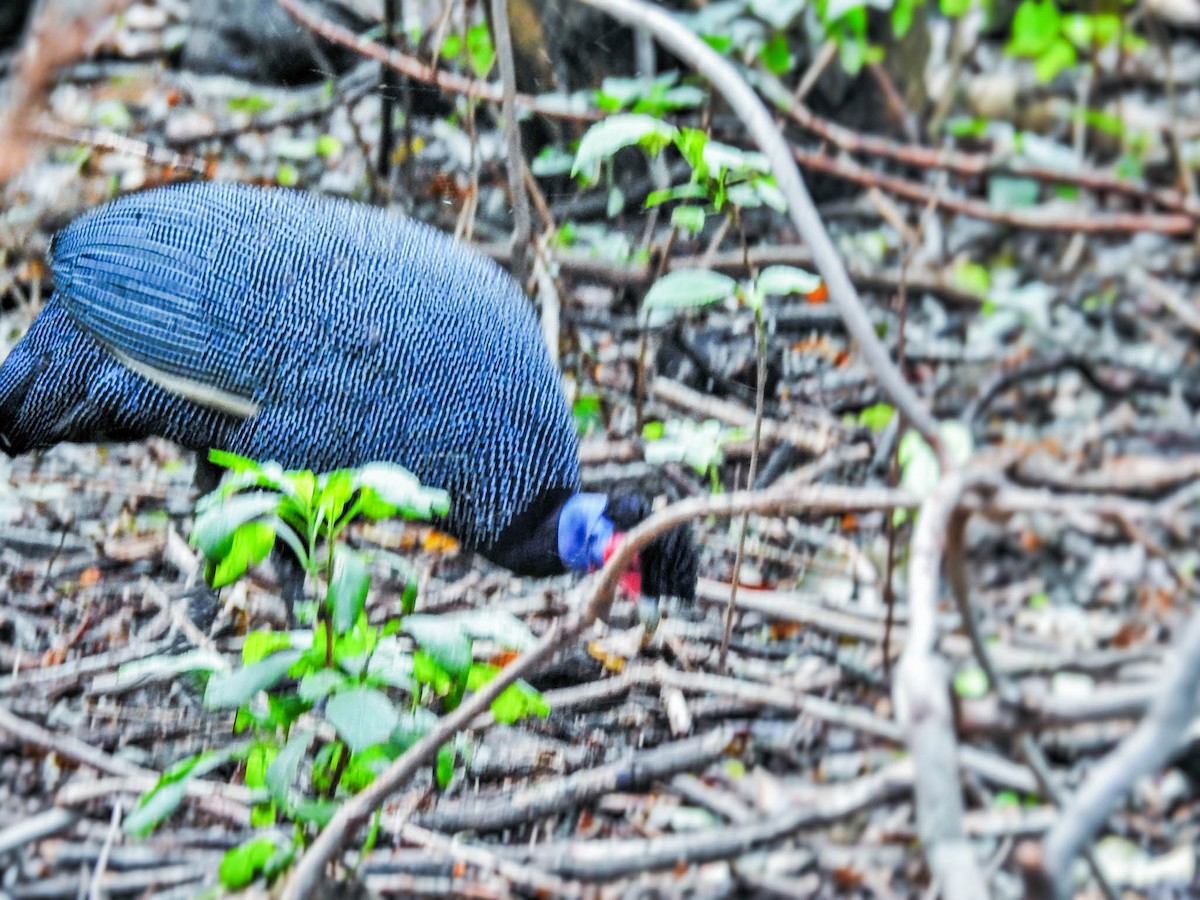 Eastern Crested Guineafowl - ML627599331