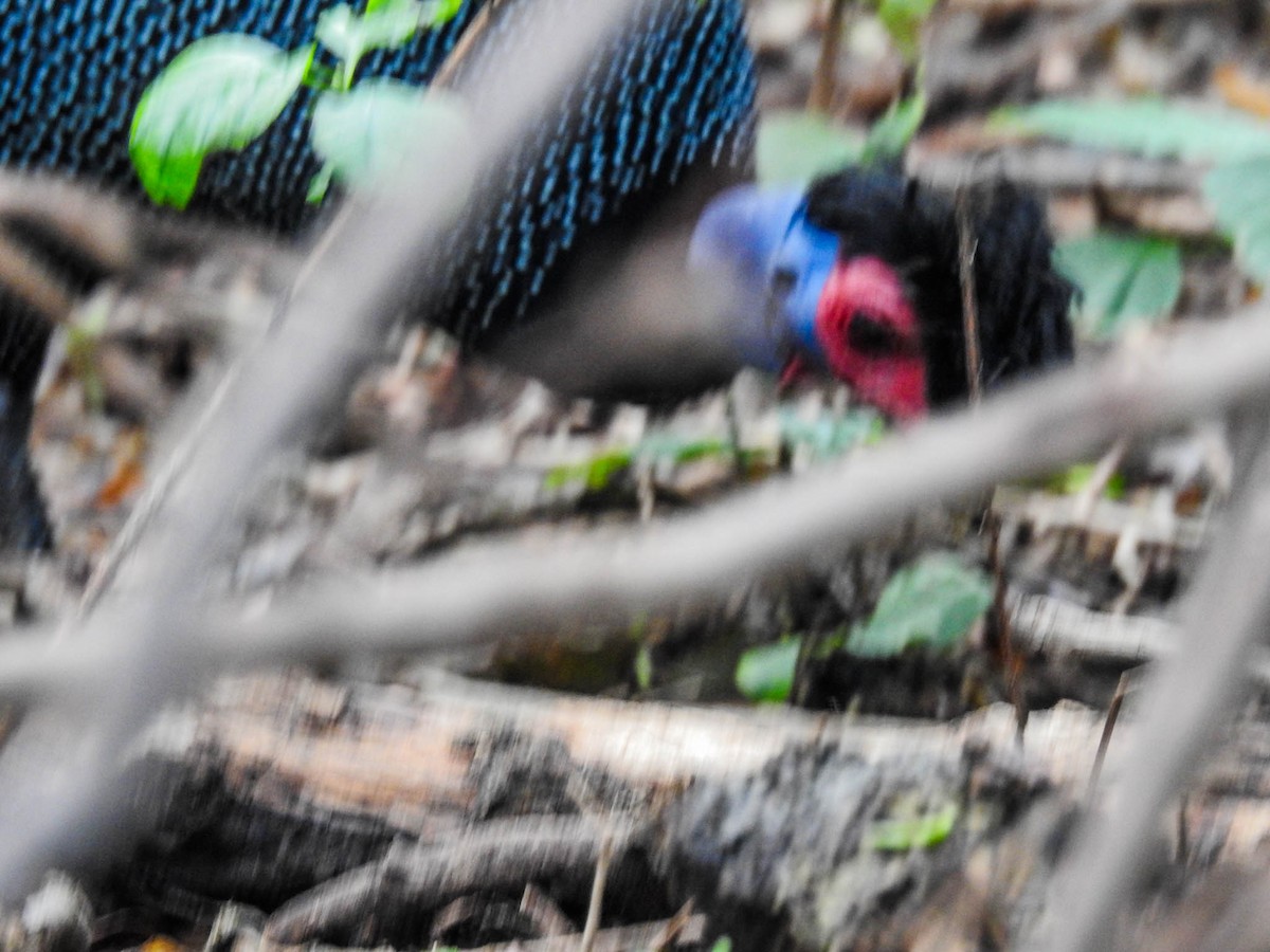 Eastern Crested Guineafowl - ML627599332