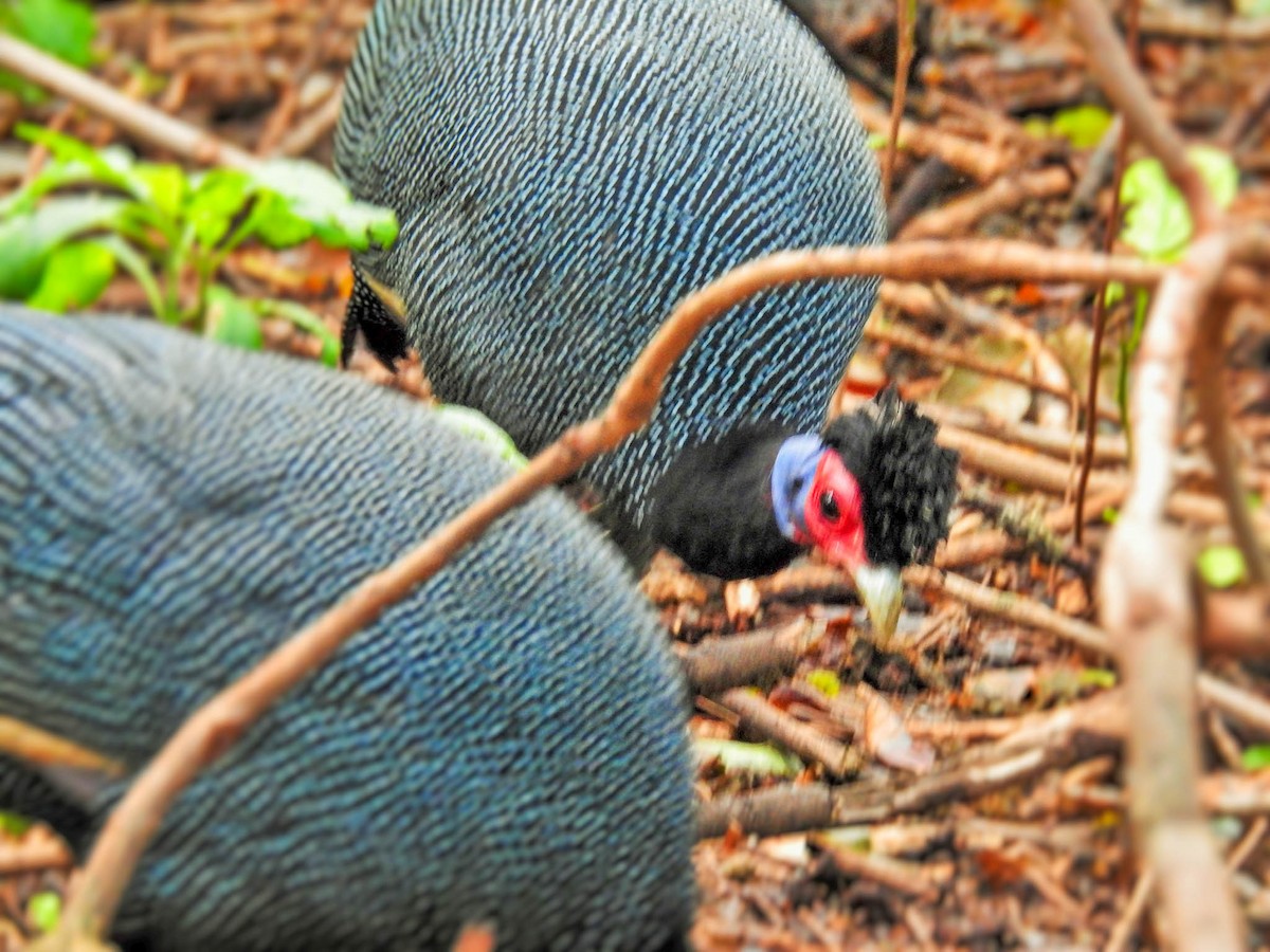 Eastern Crested Guineafowl - ML627599333