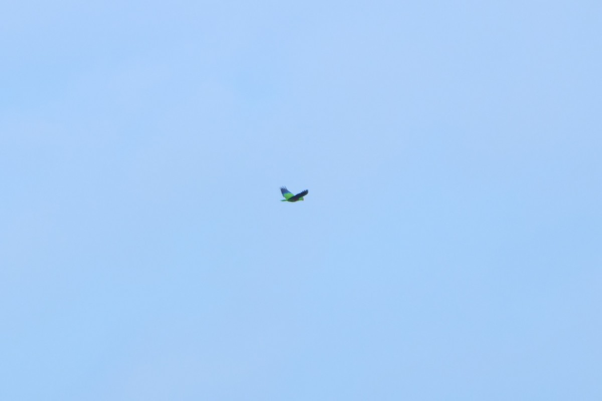 Moluccan Eclectus - ML627599393