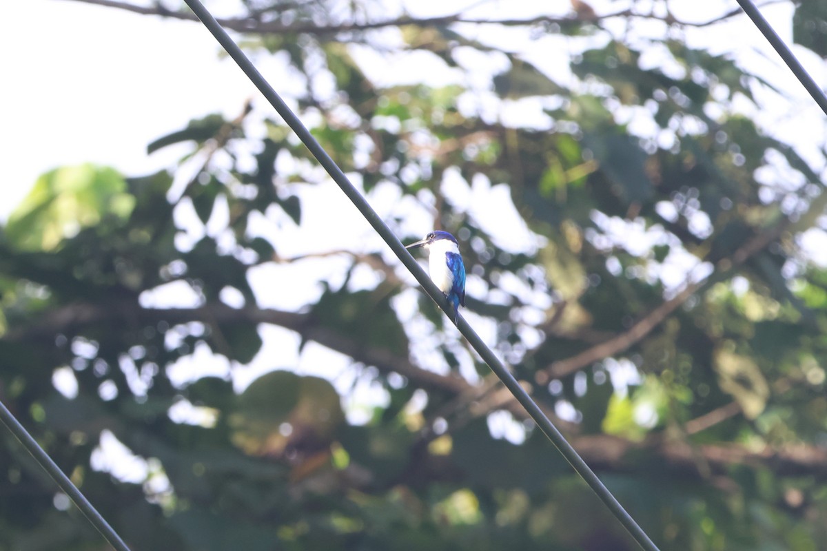 Blue-and-white Kingfisher - ML627599580