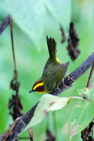 Golden-browed Warbler - ML627599603