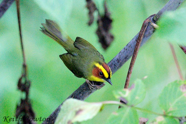 Golden-browed Warbler - ML627599604