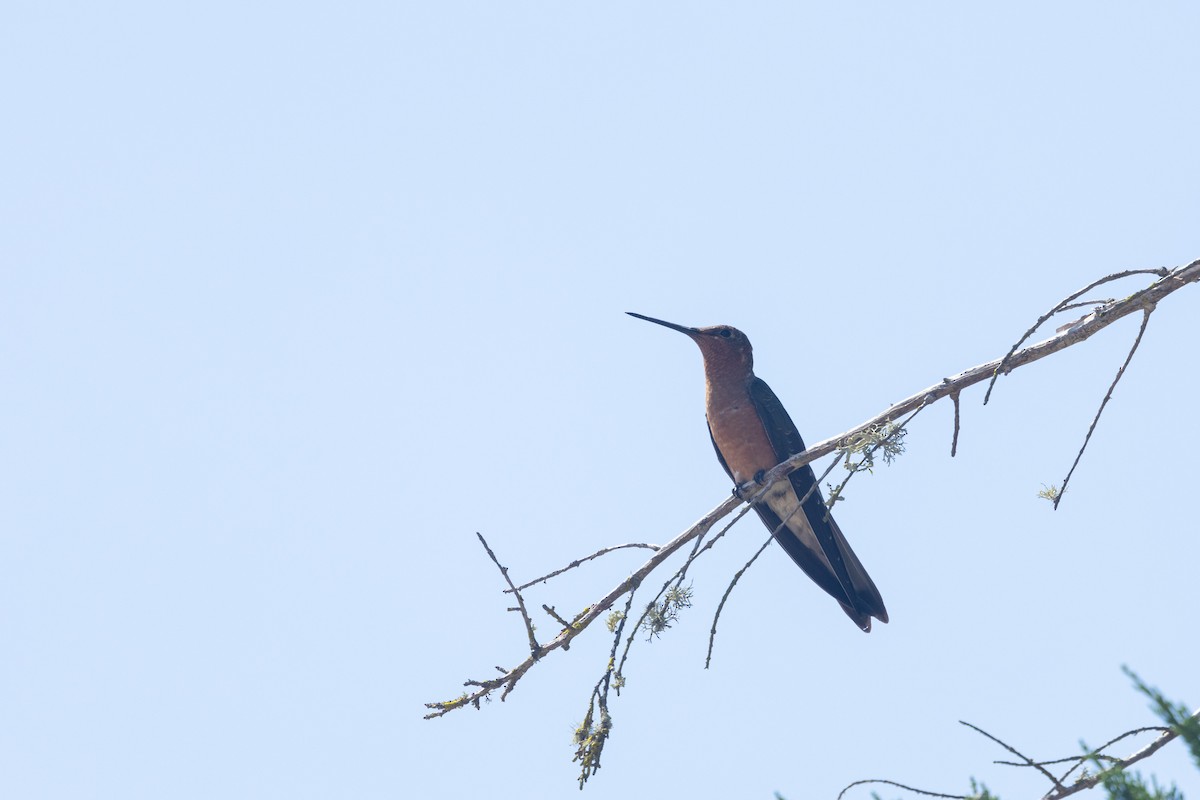 Colibri géant - ML627599616