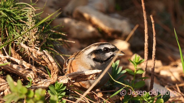 Rock Bunting - ML627599628