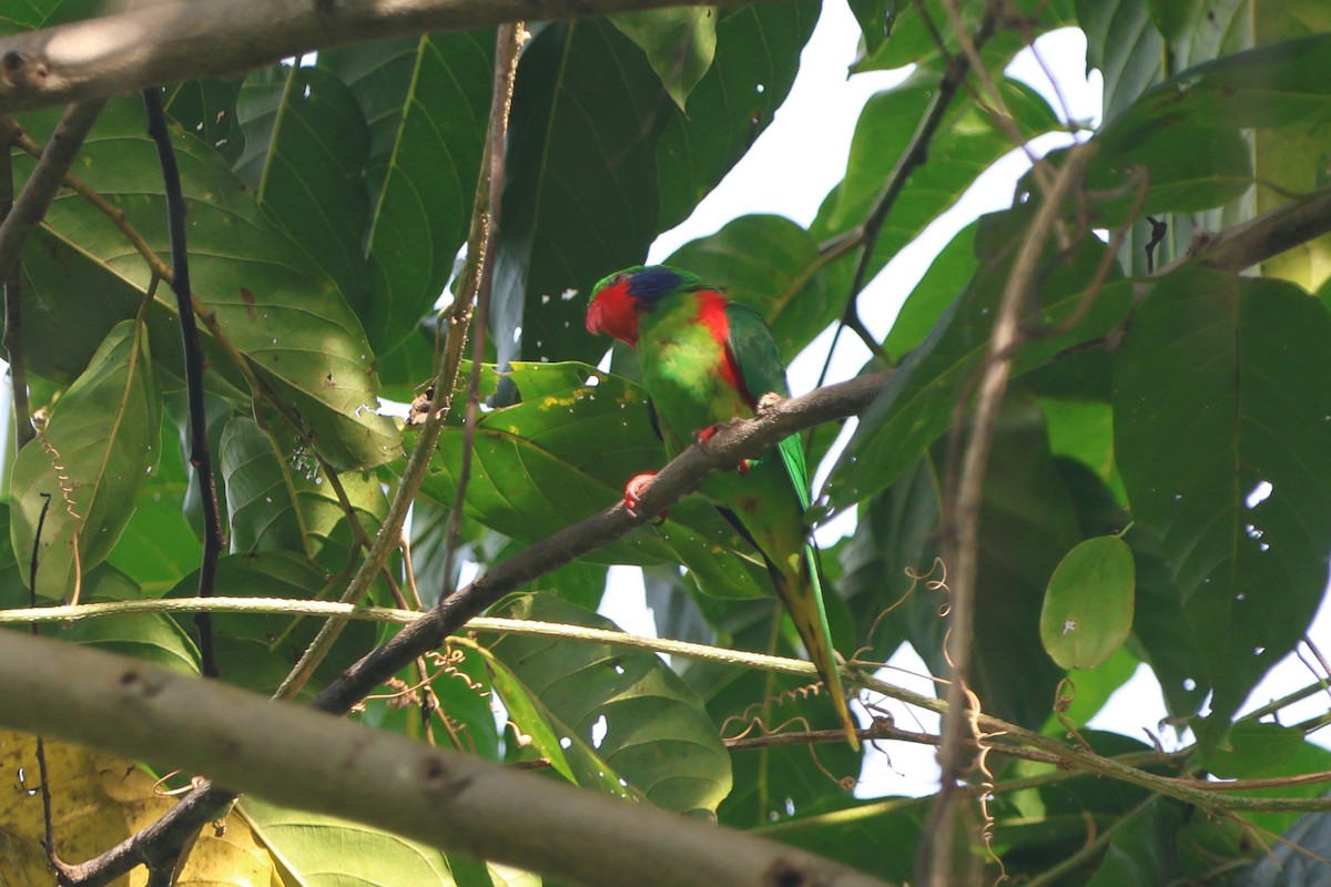 Red-flanked Lorikeet - ML627599715
